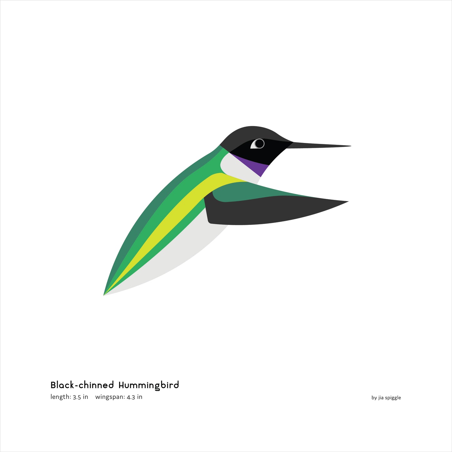 Black-chinned Hummingbird Art Print