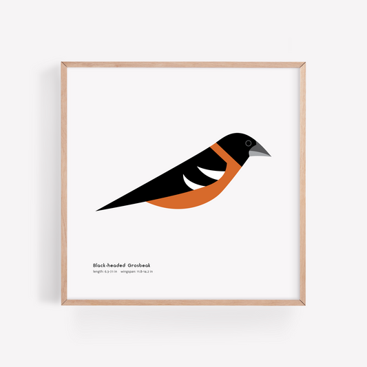 Black-headed Grosbeak Art Print