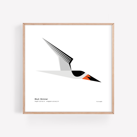 Black Skimmer Art Print