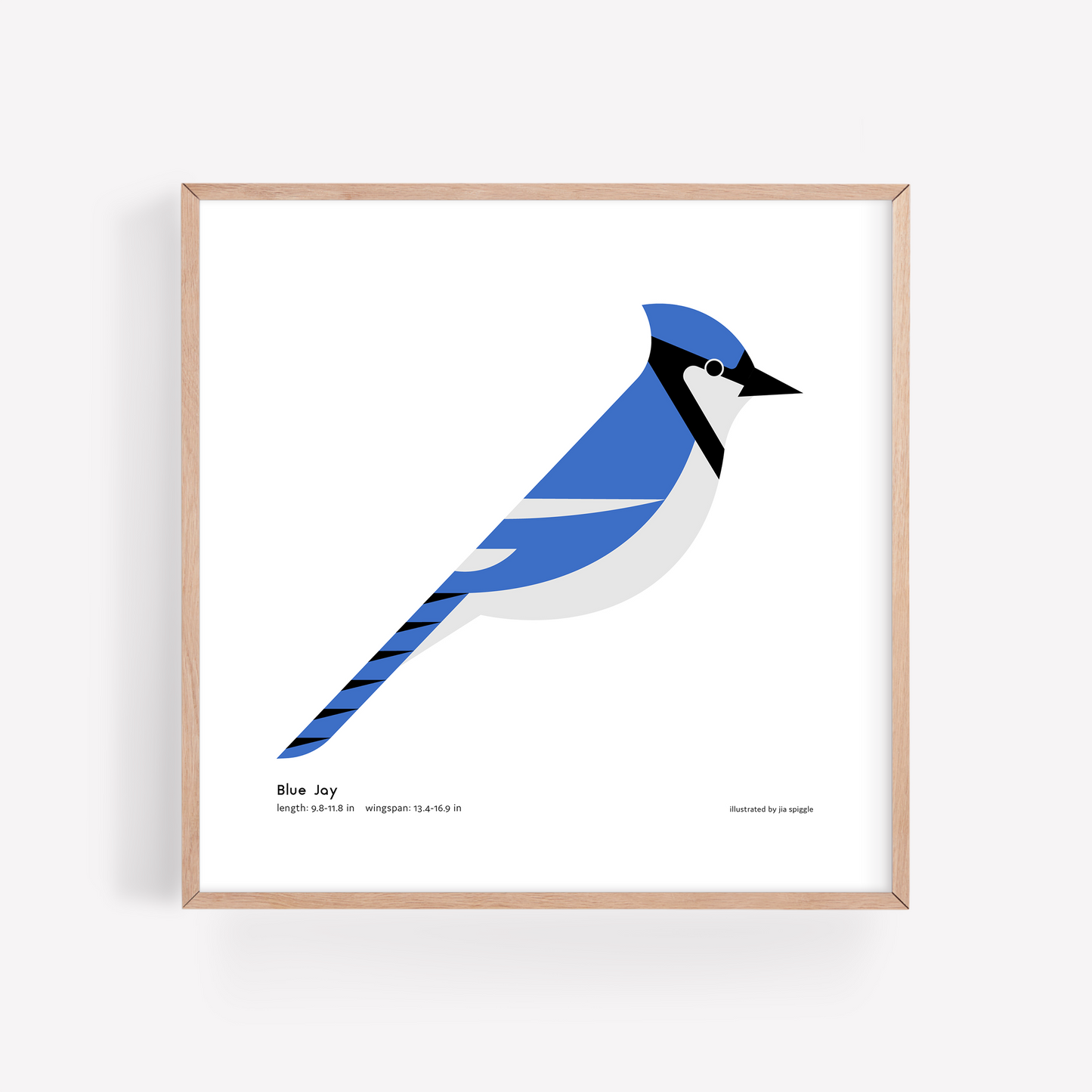 Blue Jay Art Print