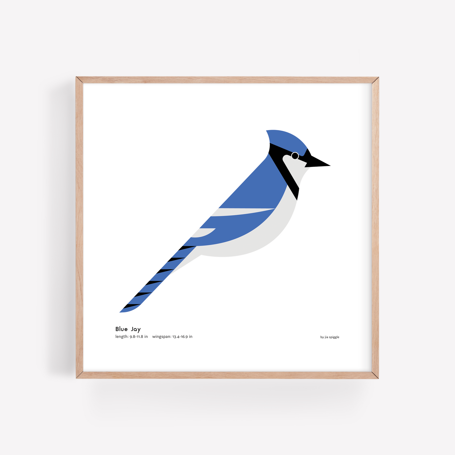 Blue Jay Art Print