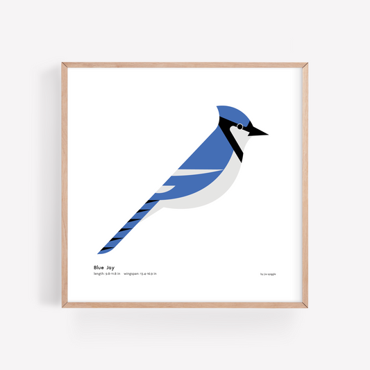 Blue Jay Art Print