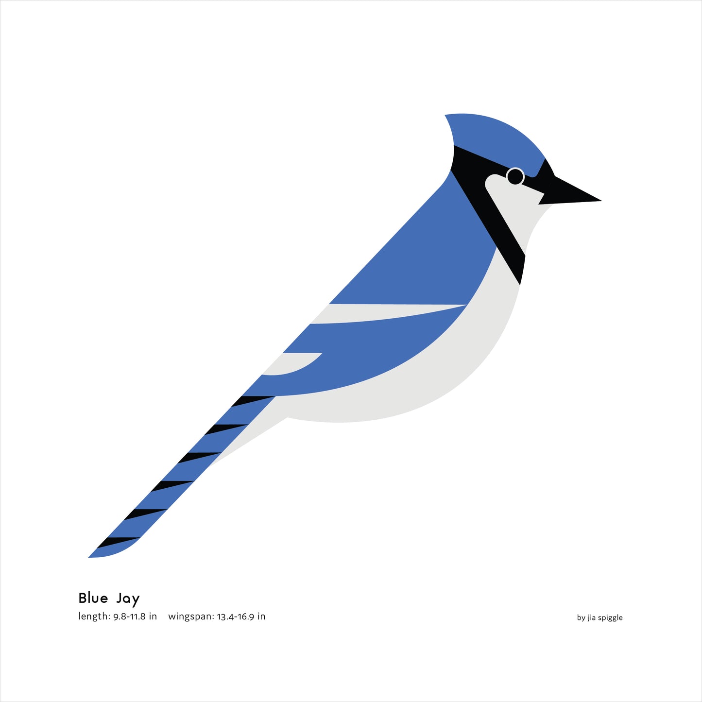 Blue Jay Art Print