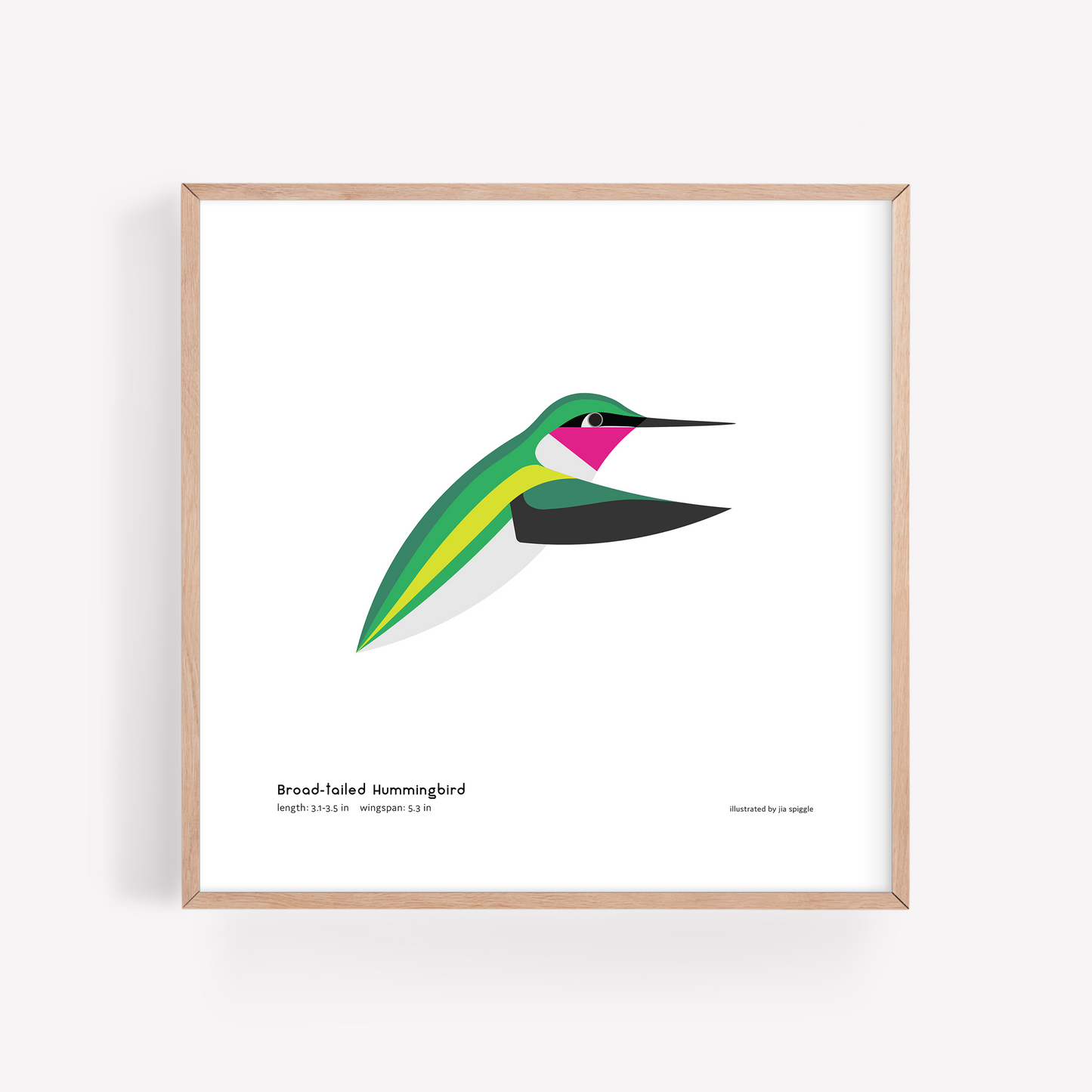 Broad-tailed Hummingbird Art Print