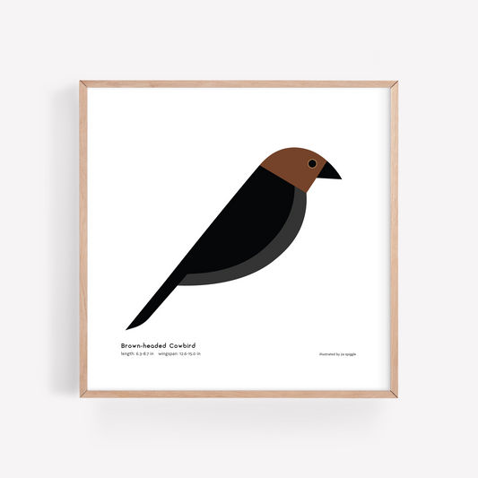 Brown-headed Cowbird Art Print