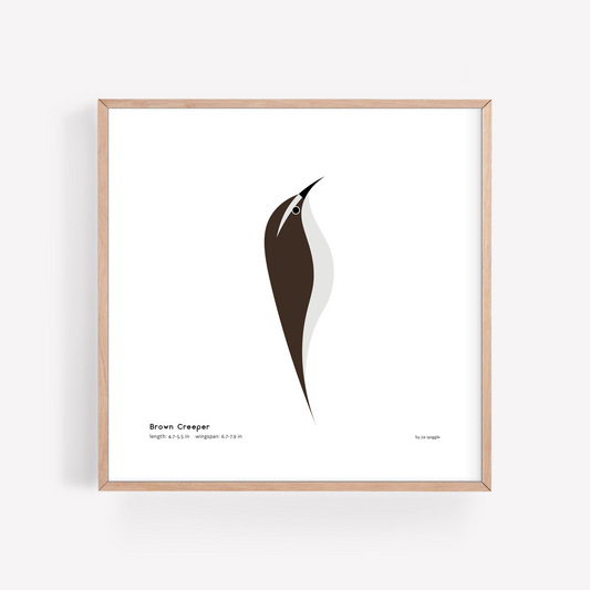 Brown Creeper Art Print