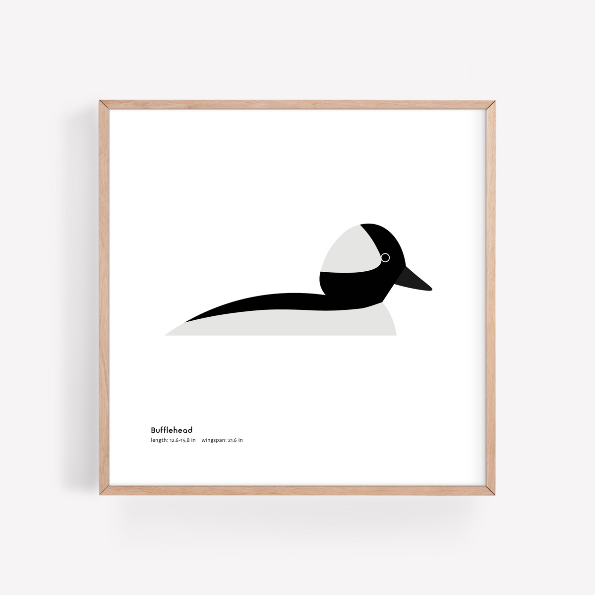 Bufflehead Art Print