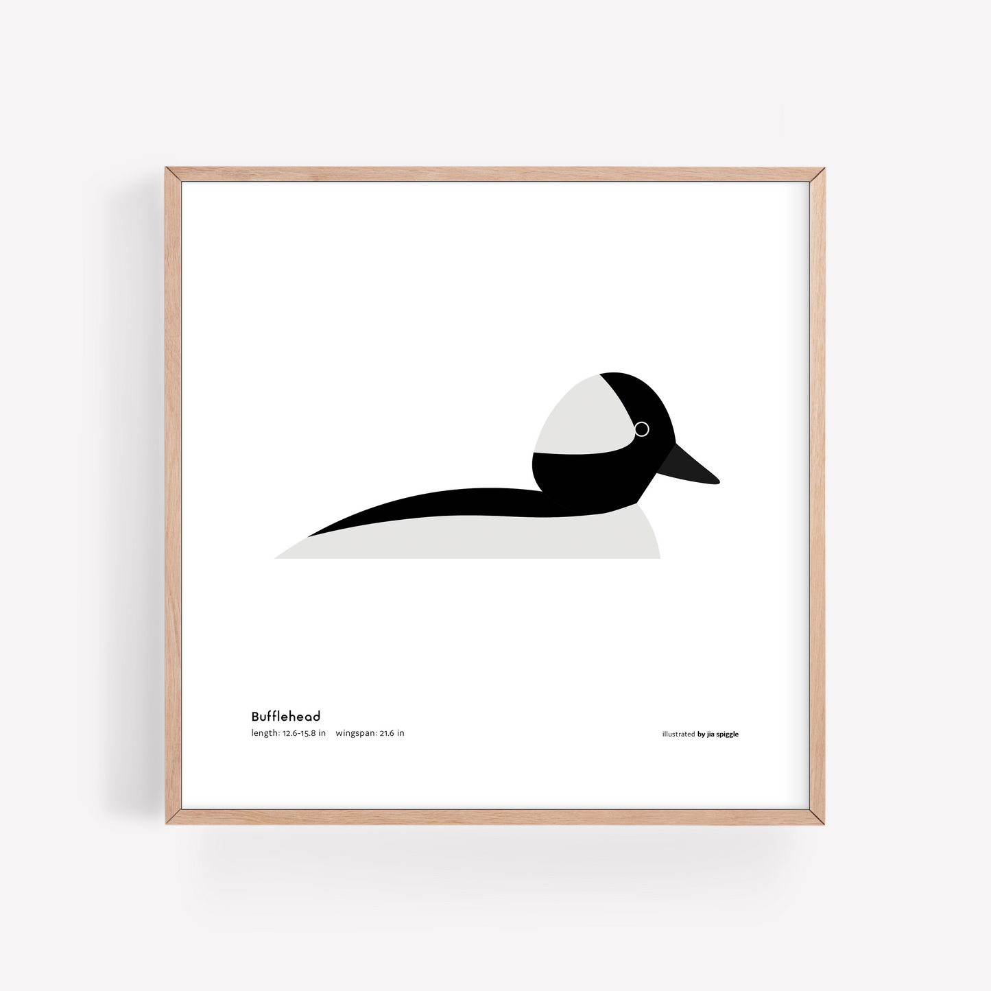 Bufflehead Art Print