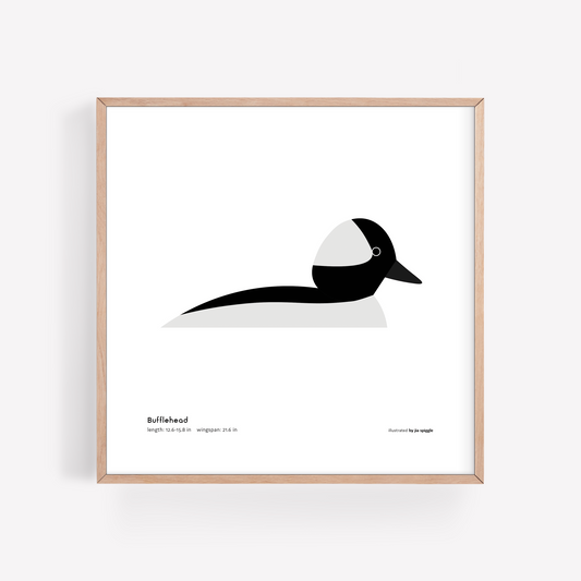 Bufflehead Art Print