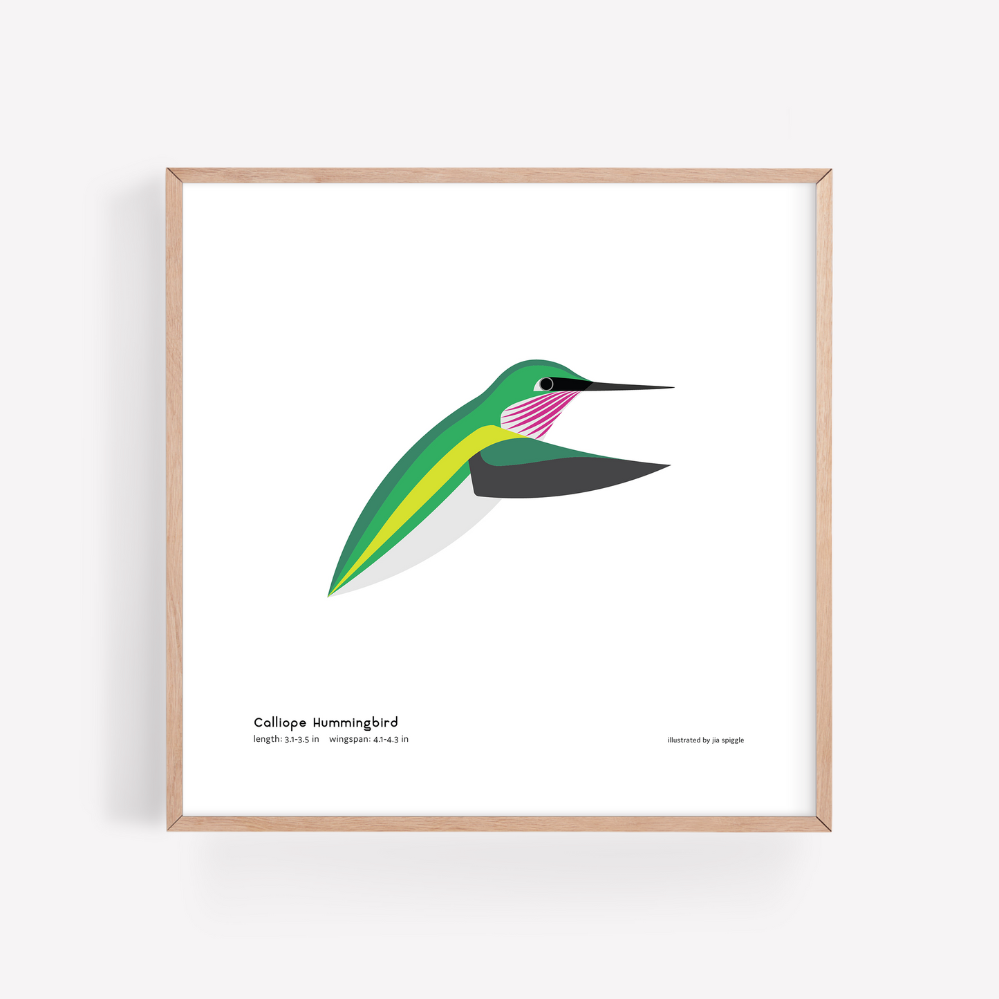 Calliope Hummingbird Art Print