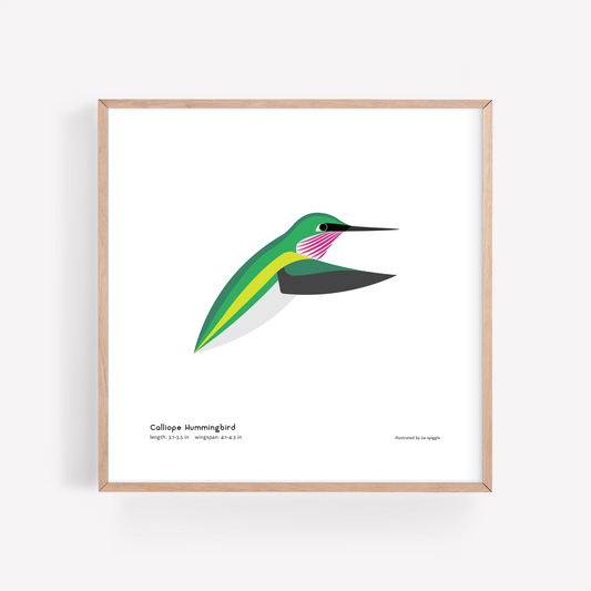 Calliope Hummingbird Art Print