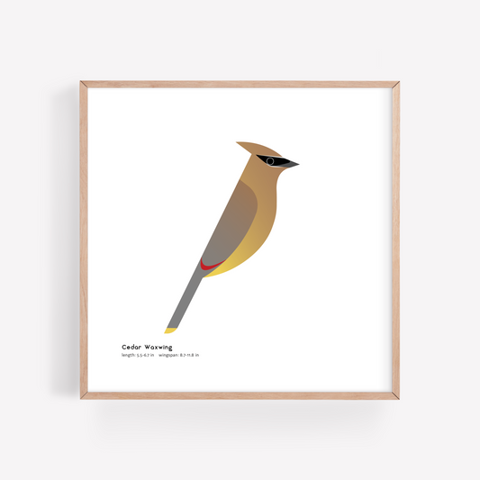 Cedar Waxwing Art Print