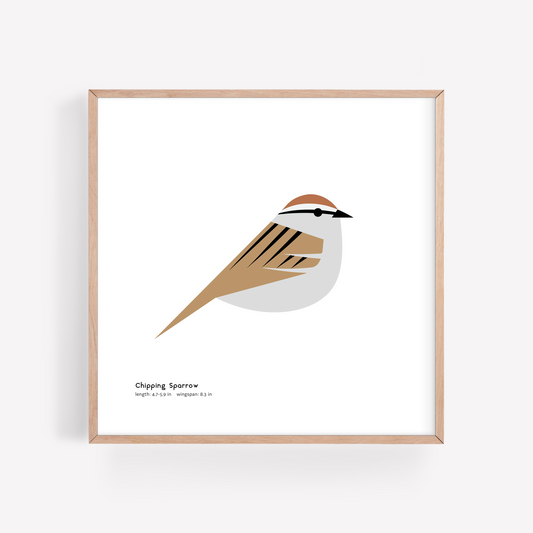 Chipping Sparrow Art Print