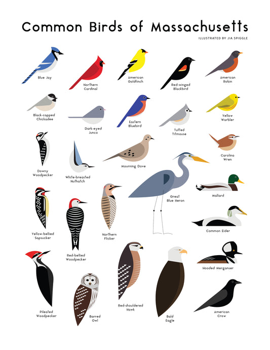 Common Birds of Massachusetts Giclée Print