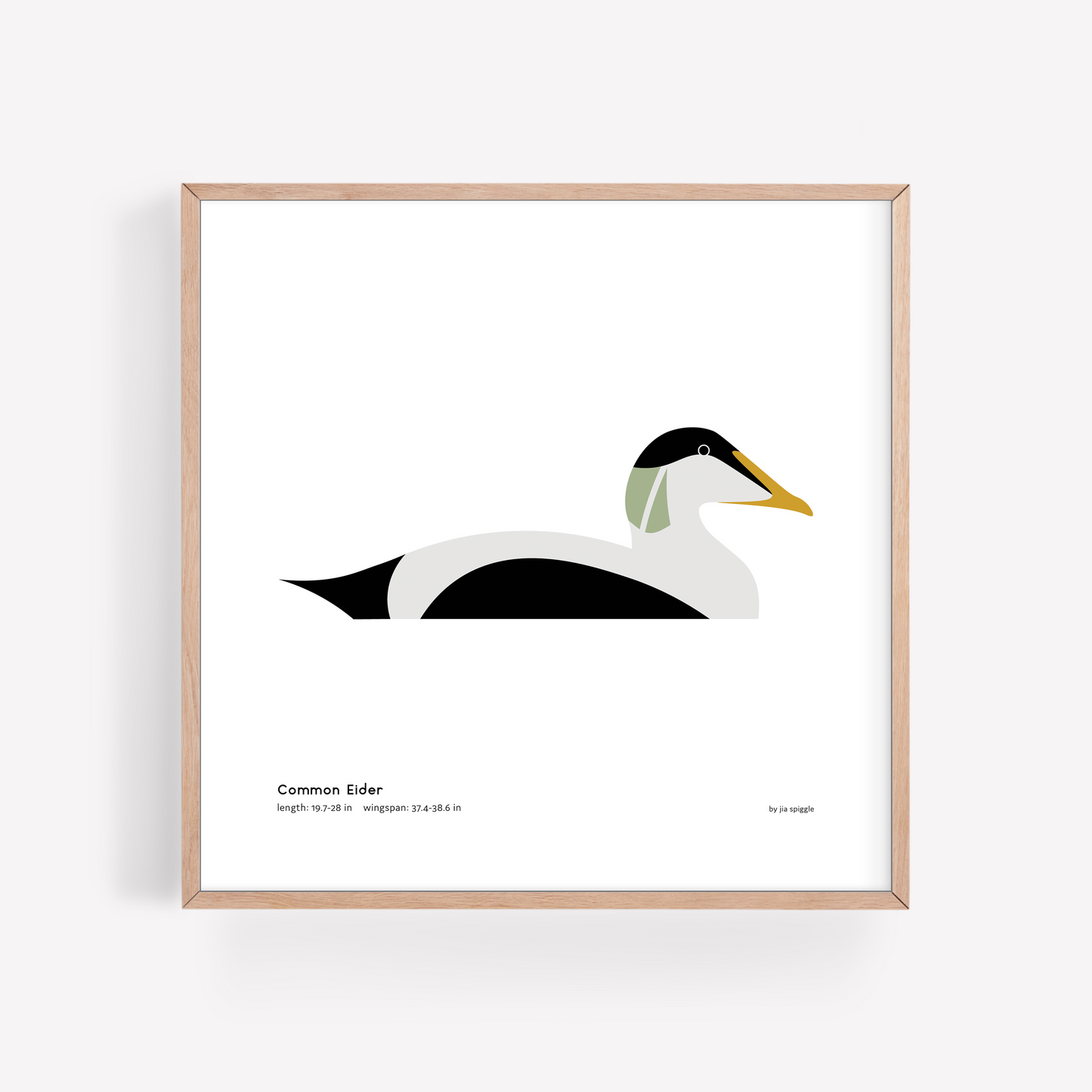 Common Eider Art Print