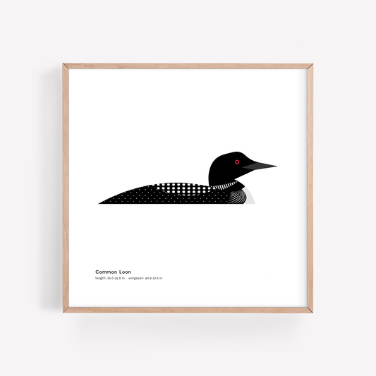 Common Loon Art Print