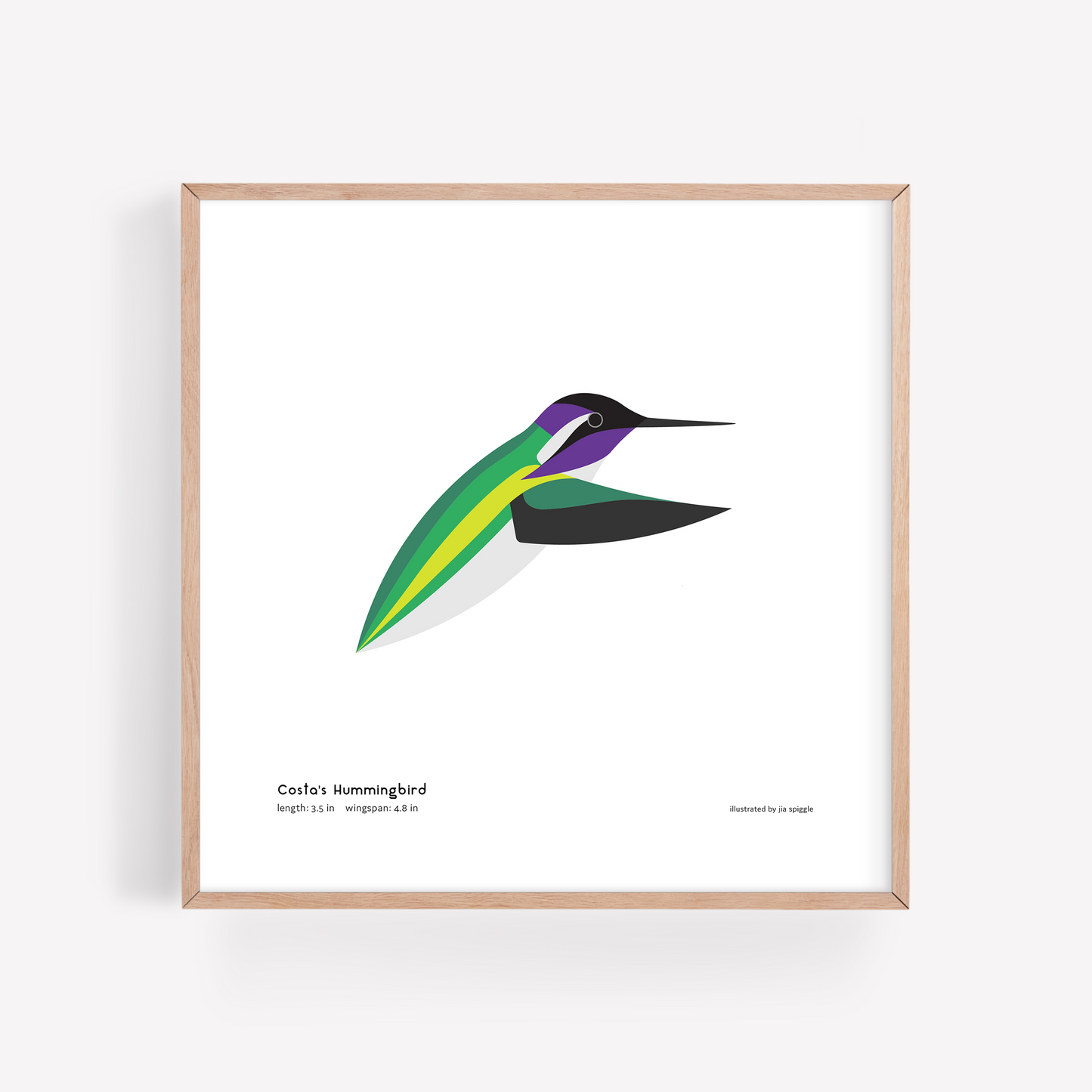 Costa's Hummingbird Art Print