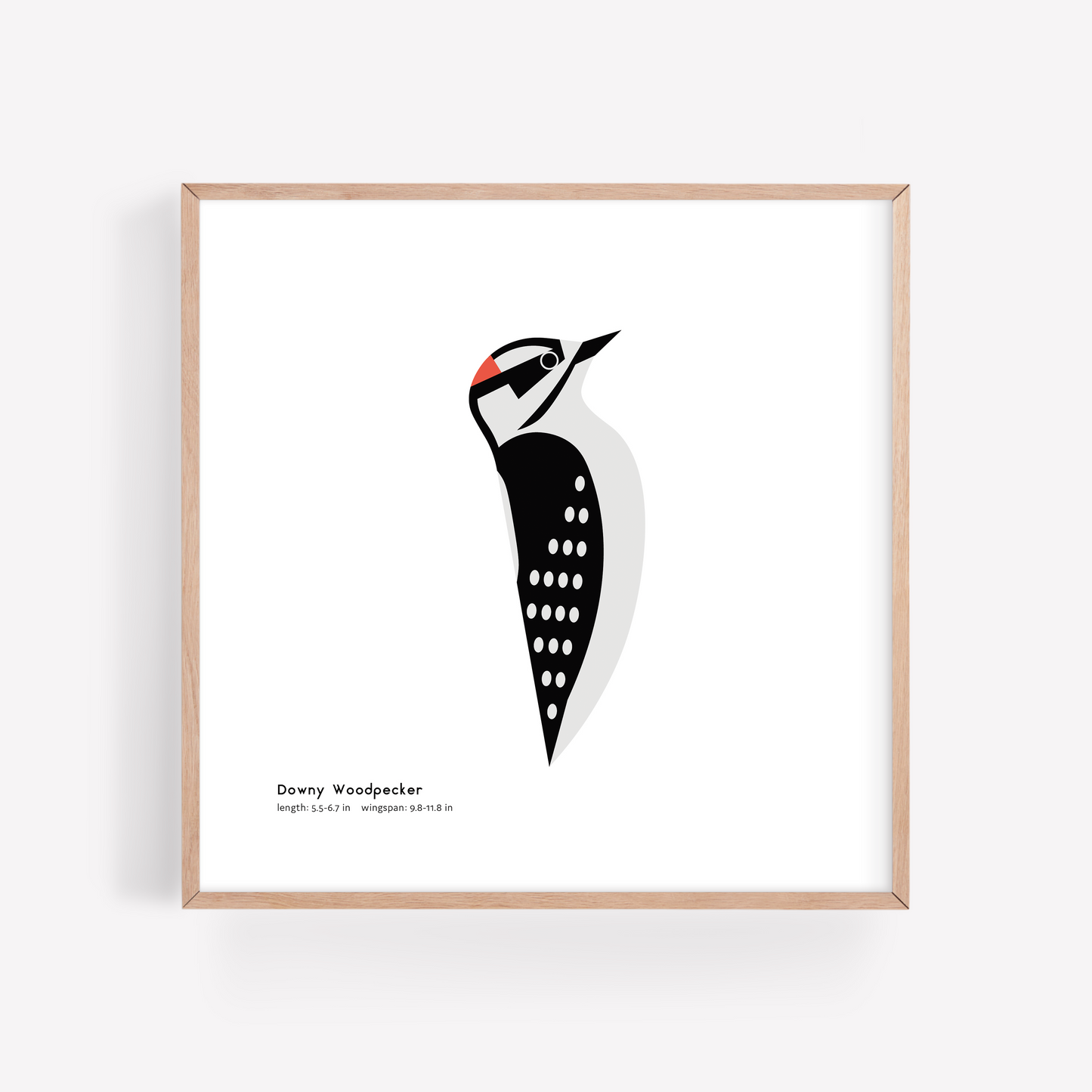 Downy Woodpecker Art Print