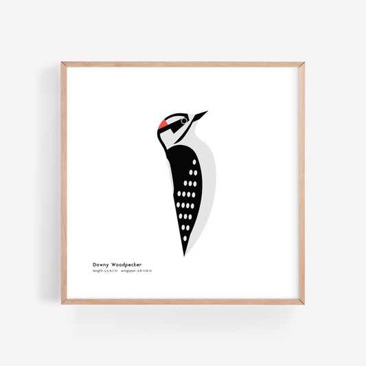 Downy Woodpecker Art Print