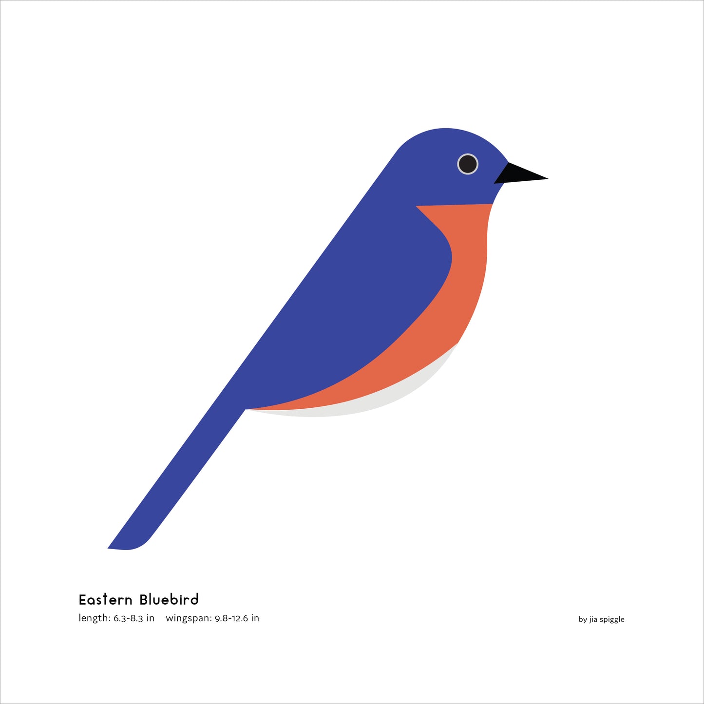 Eastern Bluebird Art Print