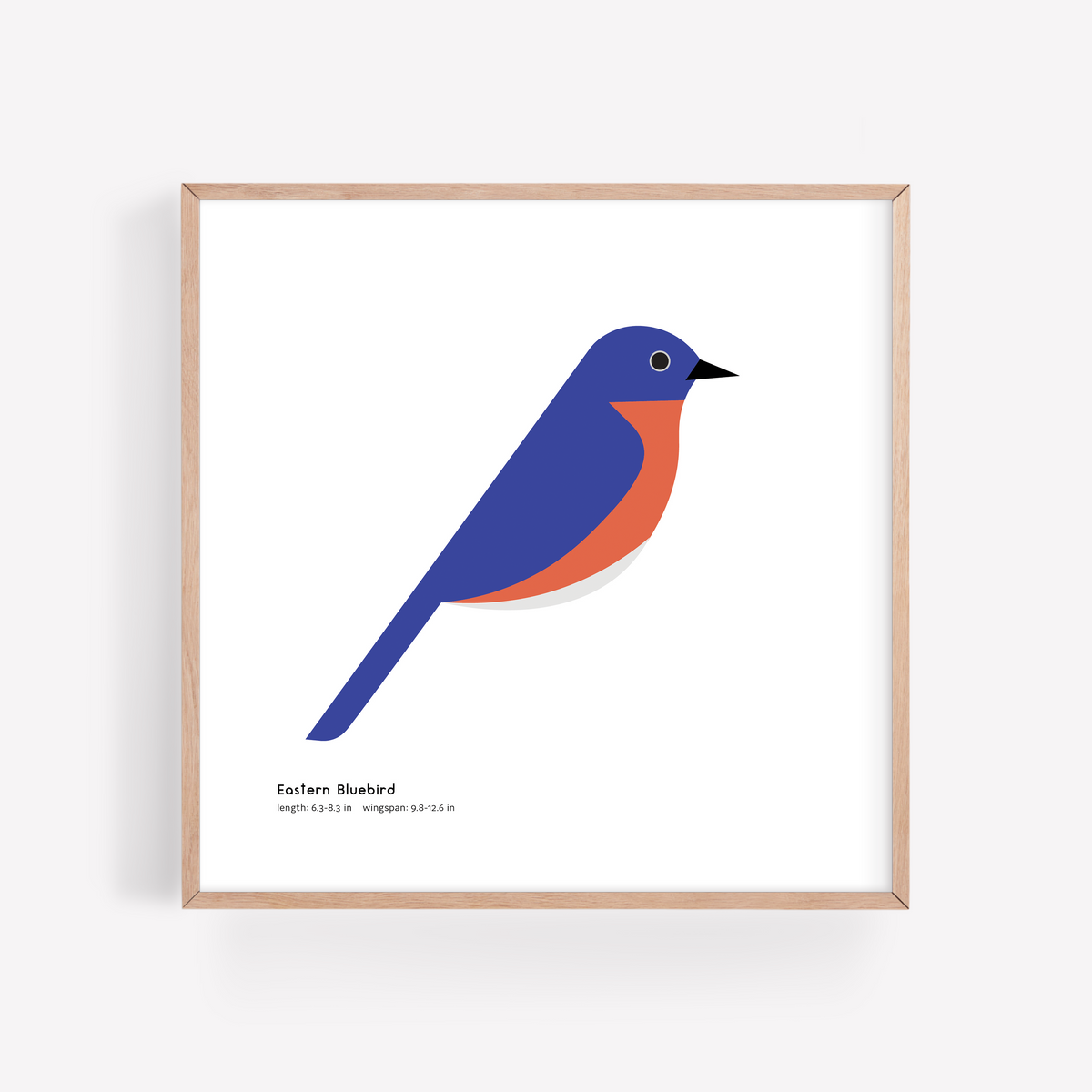 Eastern Bluebird Art Print
