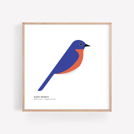 Eastern Bluebird Art Print