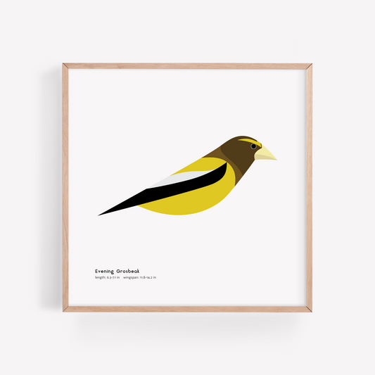 Evening Grosbeak Art Print
