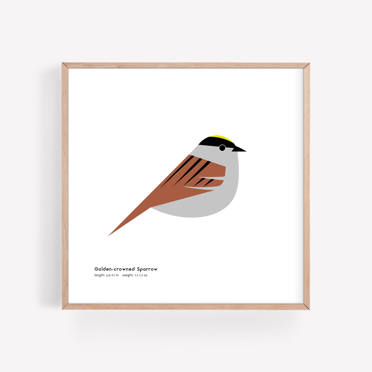 Golden-crowned Sparrow Art Print