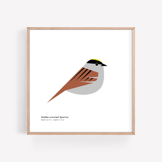 Golden-crowned Sparrow Art Print