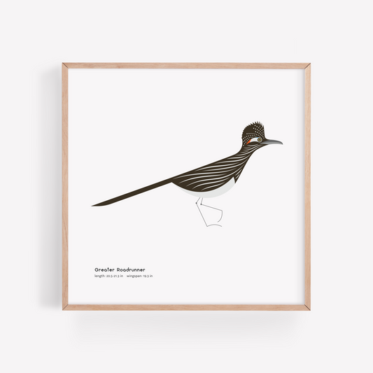 Greater Roadrunner Art Print
