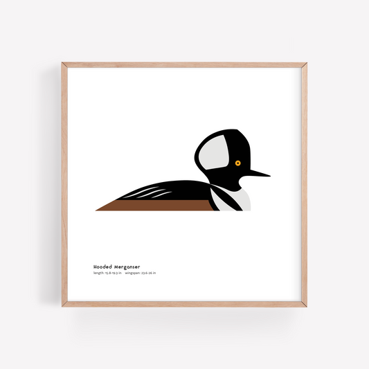 Hooded Merganser Art Print