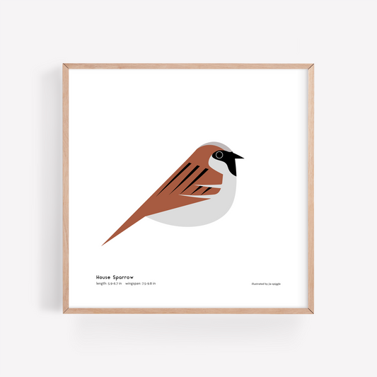 House Sparrow Art Print