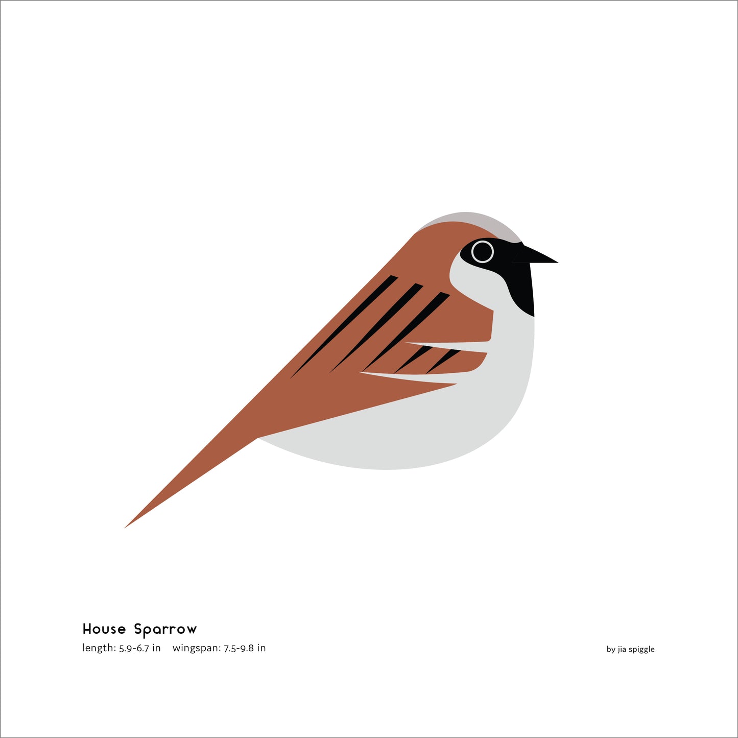 House Sparrow Art Print