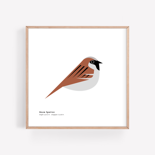 House Sparrow Art Print