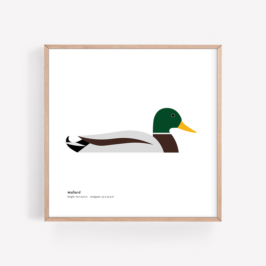Mallard Art Print