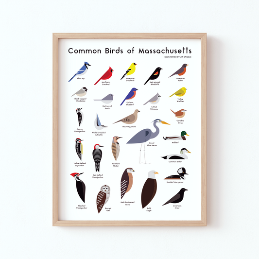 Massachusetts Birds Print