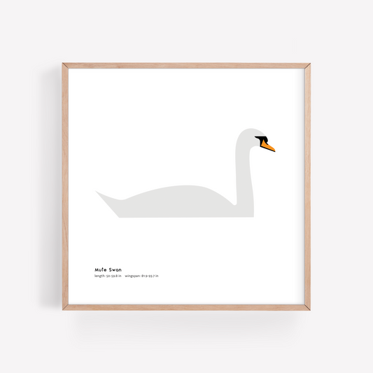 Mute Swan Art Print