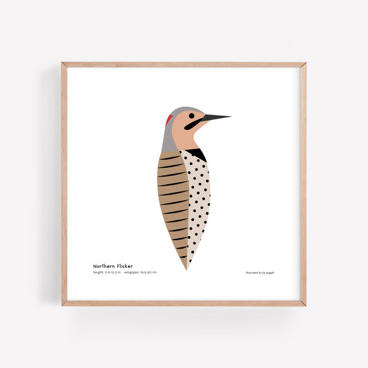 Northern Flicker Art Print