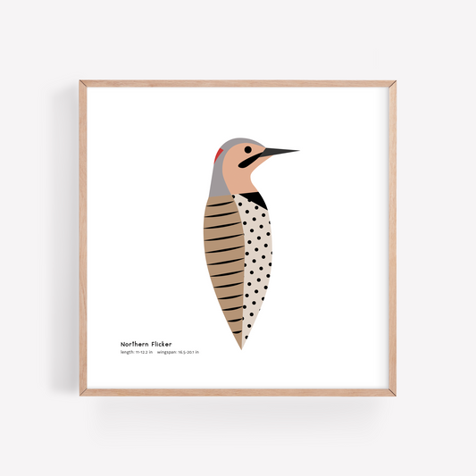 Northern Flicker Art Print