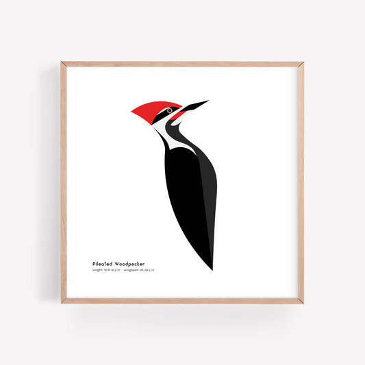 Pileated Woodpecker Art Print