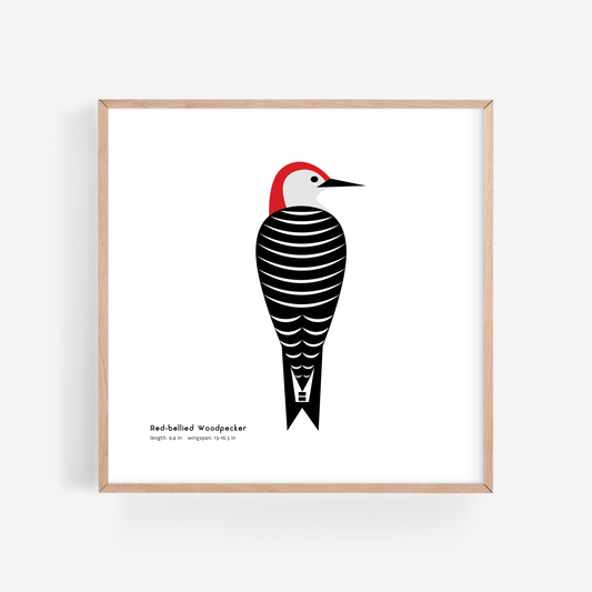 Red-bellied Woodpecker Art Print