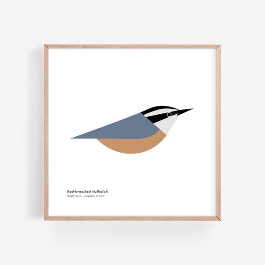 Red-breasted Nuthatch Art Print