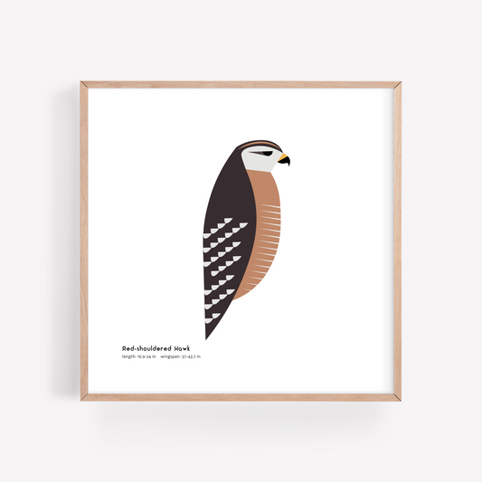 Red-shouldered Hawk Art Print