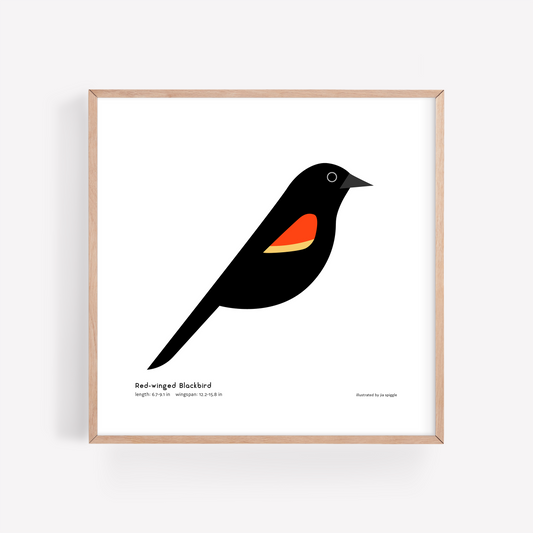 Red-winged Blackbird Art Print