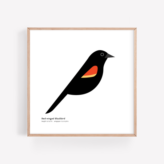 Red-winged Blackbird Art Print