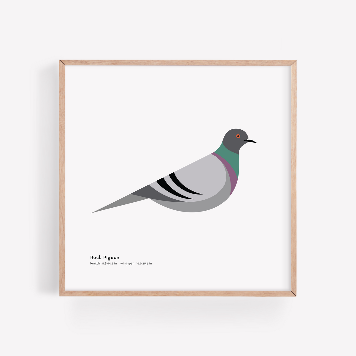 Rock Pigeon Art Print