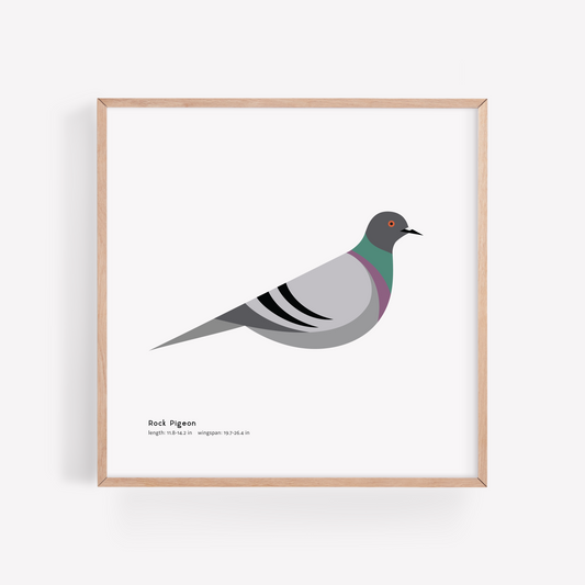Rock Pigeon Art Print