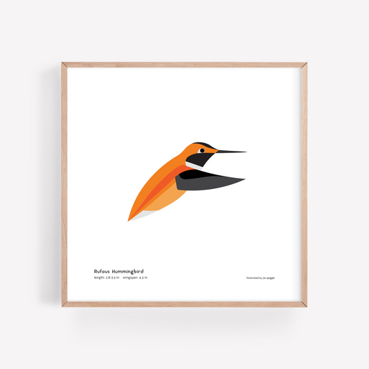 Rufous Hummingbird Art Print