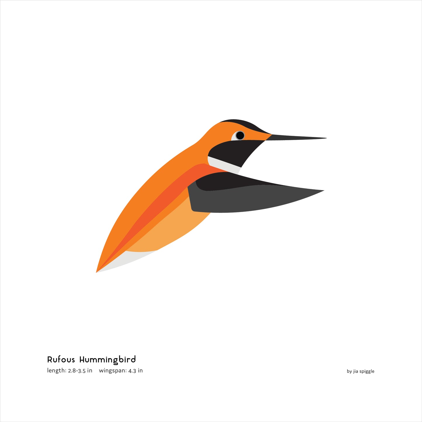 Rufous Hummingbird Art Print