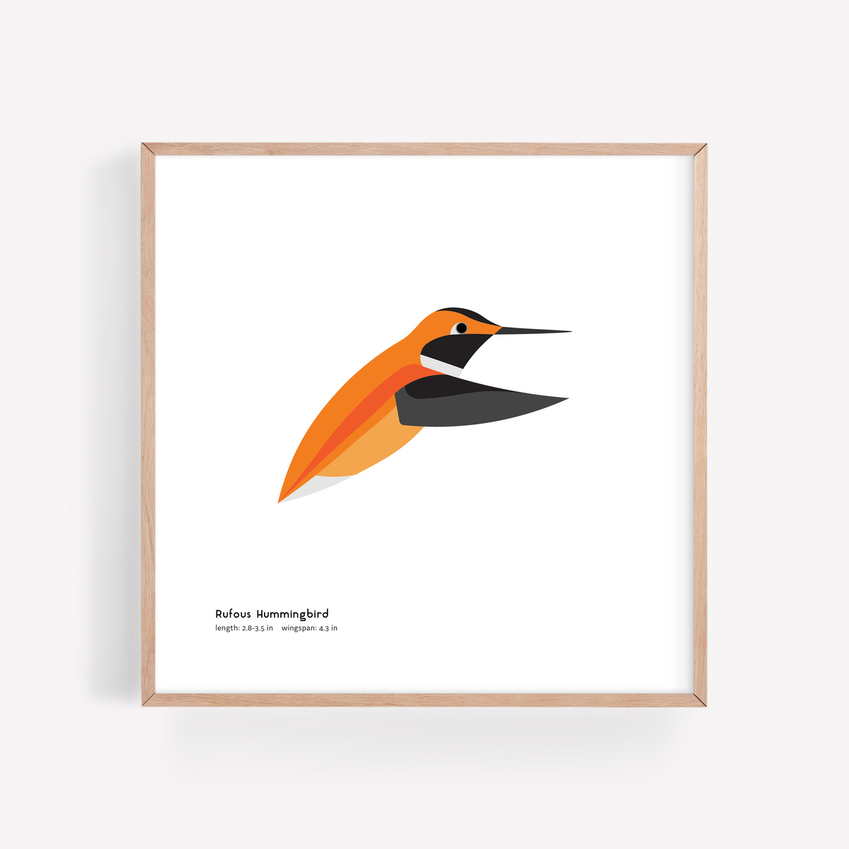 Rufous Hummingbird Art Print